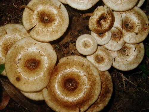 fringed sawgill