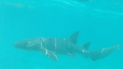 Nurse shark