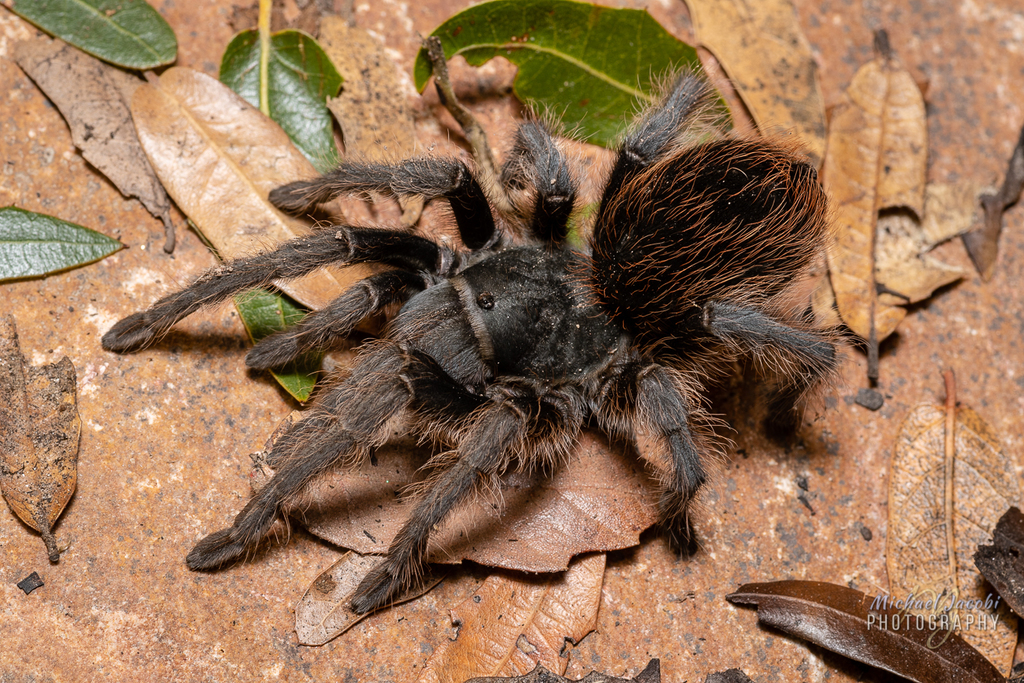 Genus Aphonopelma iNaturalist