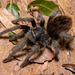 Aphonopelma - Photo (c) Michael Jacobi, all rights reserved, uploaded by Michael Jacobi
