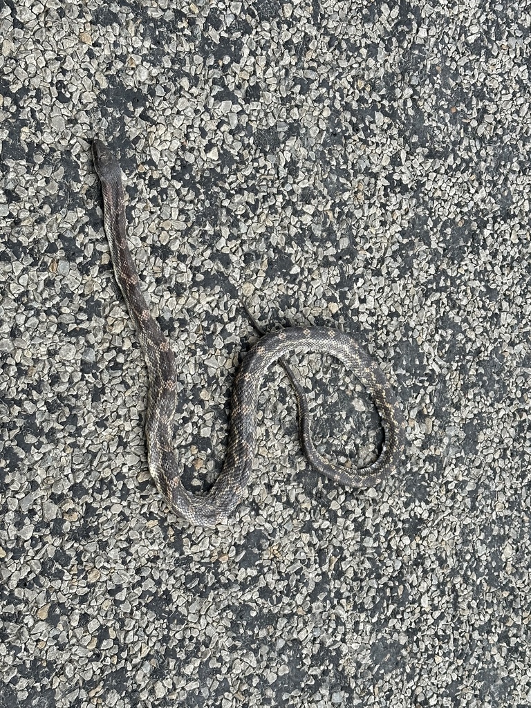 Western Ratsnake from SH-36, Gustine, TX, US on June 12, 2023 at 10:05 ...