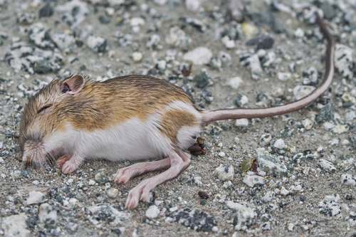 Heermann's Kangaroo Rat