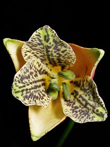 salsilla
