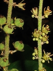 Croton lechleri  iNaturalist