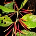 Psittacanthus lamprophyllus - Photo (c) Marcos Silveira, todos los derechos reservados, subido por Marcos Silveira