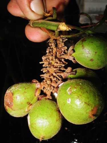 Paullinia eriocarpa