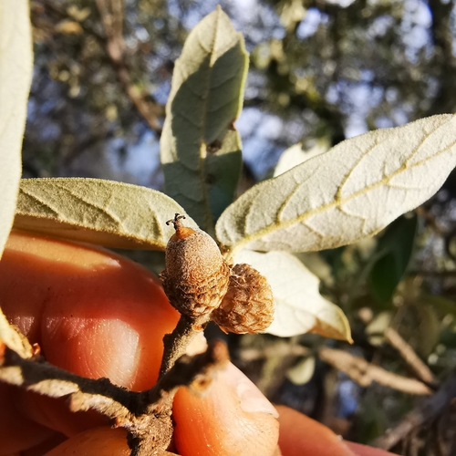 Quercus striatula
