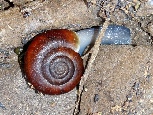 San Diego Chestnut