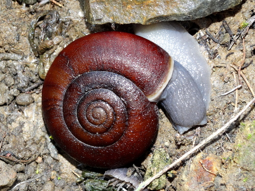 San Diego Chestnut