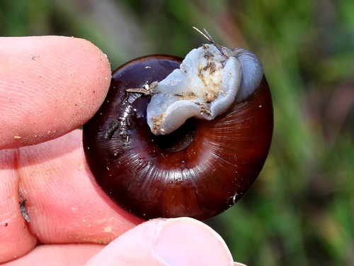 San Diego Chestnut