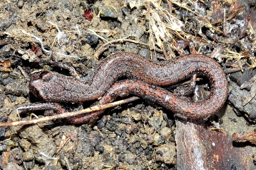Southern California Slender Salamander