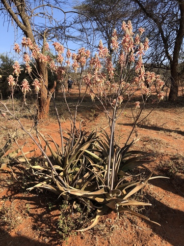 Aloe otallensis