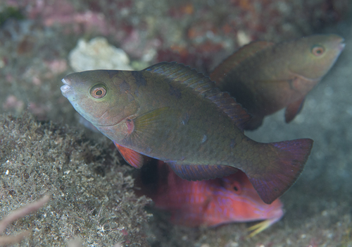 Palenose Parrotfish
