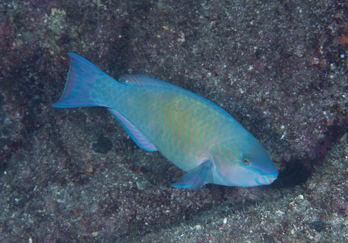 Palenose Parrotfish