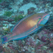 Darktail Parrotfish - Photo (c) Shigeru Harazaki, all rights reserved, uploaded by Shigeru Harazaki