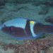Yellowbar Parrotfish - Photo (c) Shigeru Harazaki, all rights reserved, uploaded by Shigeru Harazaki