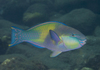 Redtail Parrotfish - Photo (c) Shigeru Harazaki, all rights reserved, uploaded by Shigeru Harazaki