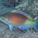 East-Indies Parrotfish - Photo (c) Shigeru Harazaki, all rights reserved, uploaded by Shigeru Harazaki