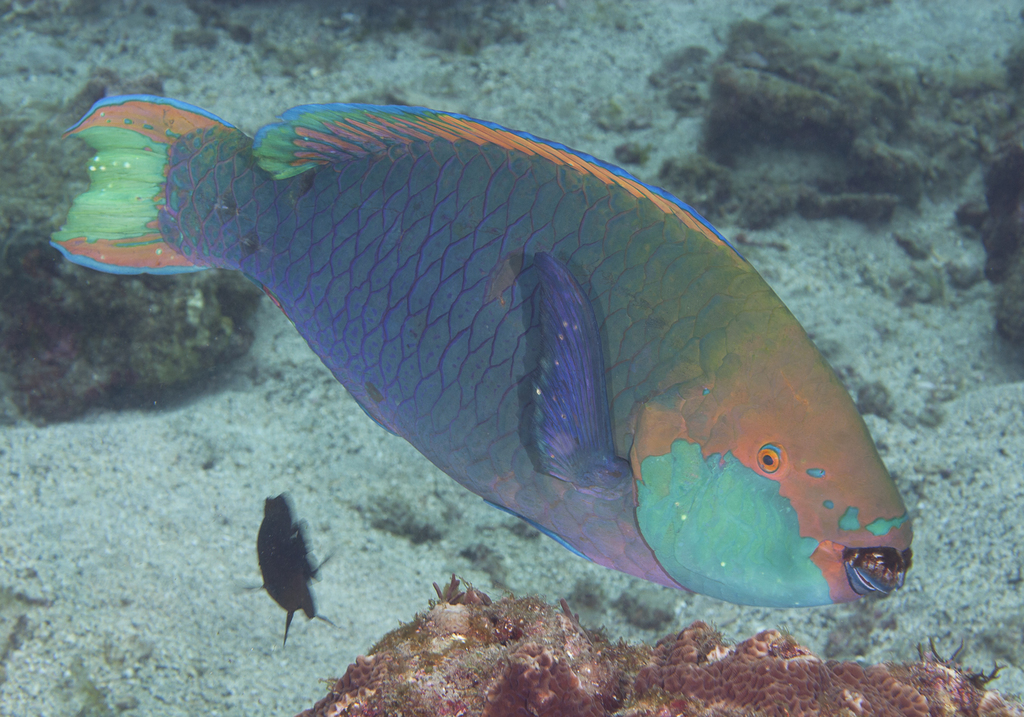 Greencheek Parrotfish