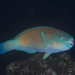 Pacific Bullethead Parrotfish - Photo (c) Shigeru Harazaki, all rights reserved, uploaded by Shigeru Harazaki