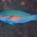Chameleon Parrotfish - Photo (c) Shigeru Harazaki, all rights reserved, uploaded by Shigeru Harazaki