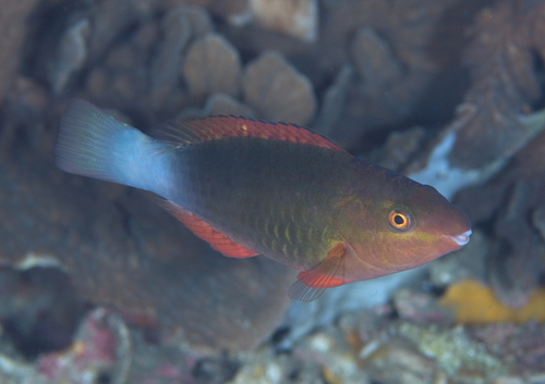 Sixband Parrotfish