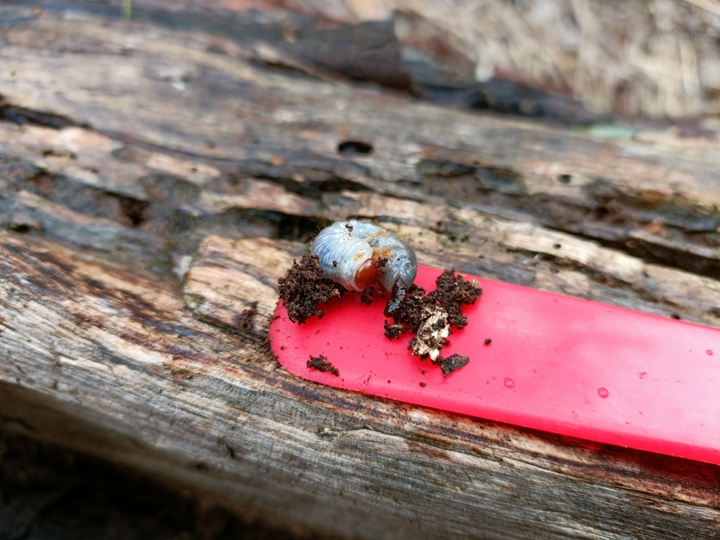 Cockchafers from Ringwood VIC 3134, Australia on June 13, 2023 at 1246