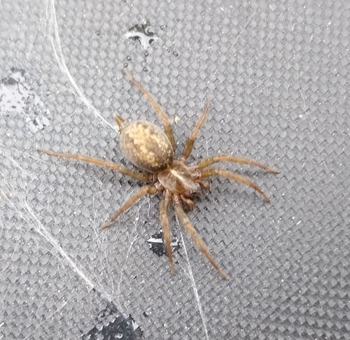 Lycosoides coarctata