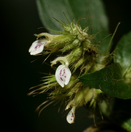 Monothecium