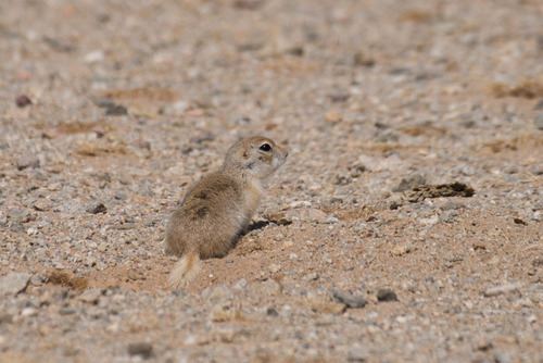 Pallid Ground Squirrel (Spermophilus pallidicauda) — Least Concern Mammalia