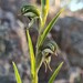 Pterostylis occulta - Photo (c) Michael Warren, all rights reserved, uploaded by Michael Warren