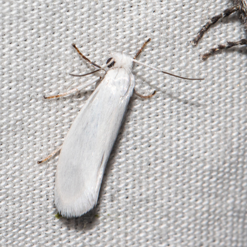 Bogus Yucca Moth