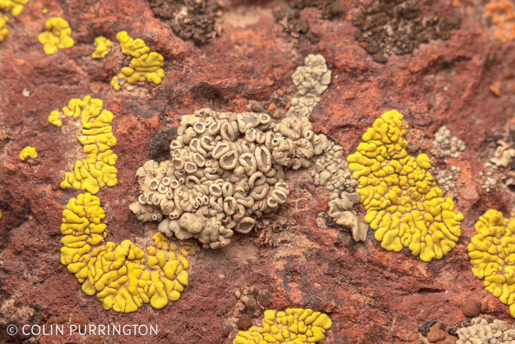 Green Rock-posy from Deschutes County, OR, USA on June 11, 2023 at 08: ...