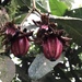 Clusia niambiensis - Photo (c) gilda1972, όλα τα δικαιώματα διατηρούνται