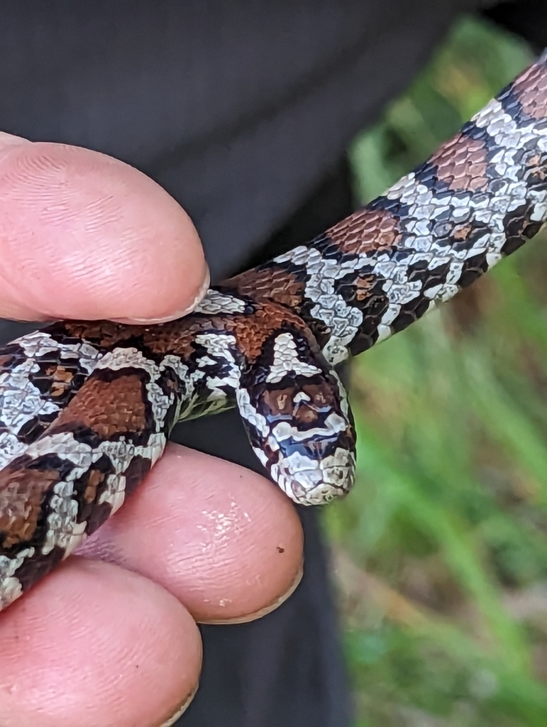 Eastern Milksnake from Shirland Township, IL, USA on June 13, 2023 at