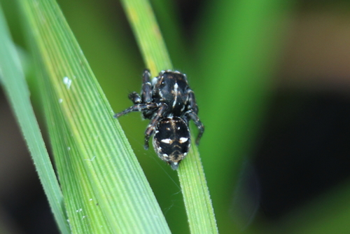 Flower Jumping Spider