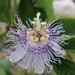 Purple Passionflower - Photo (c) Bobbi Diday, all rights reserved, uploaded by Bobbi Diday
