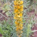 Poiretia angustifolia - Photo (c) Laurent Quéno, όλα τα δικαιώματα διατηρούνται, uploaded by Laurent Quéno