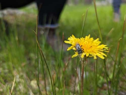 iNaturalist observation photo of Mason Bees