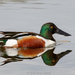 Northern Shoveler - Photo (c) Brad Moon, all rights reserved, uploaded by Brad Moon