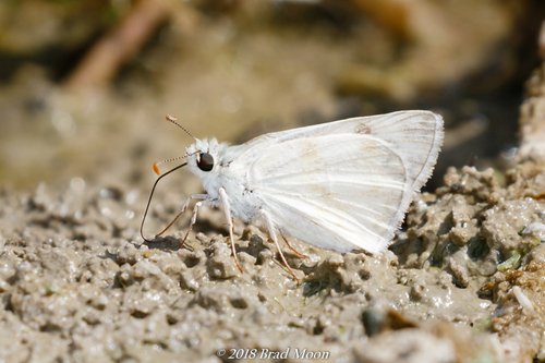 Northern White-Skipper