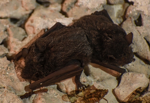 Peters's trumpet-eared bat (Phoniscus jagorii) — Least Concern Mammalia