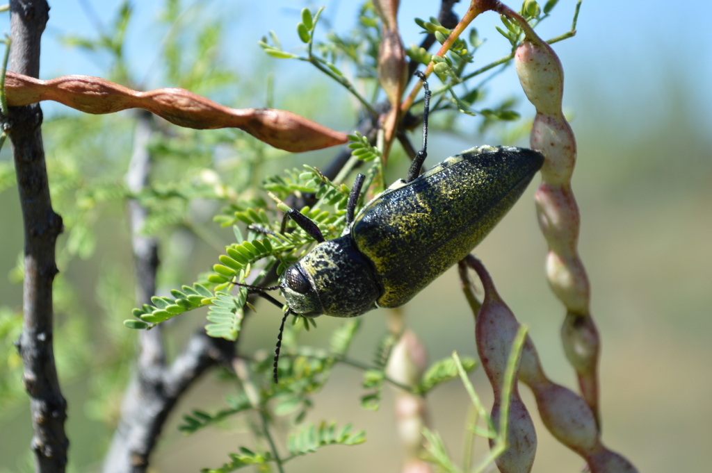 Gyascutus caelatus from Fronteras, Son., México on September 30, 2014 ...