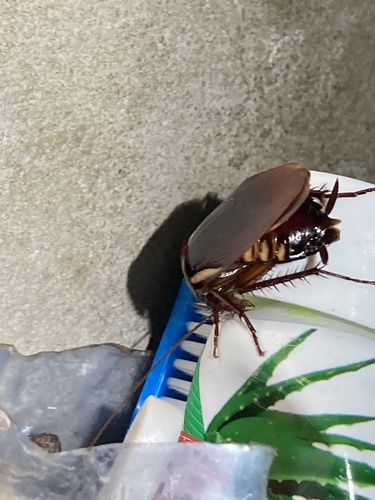 Australian Cockroach