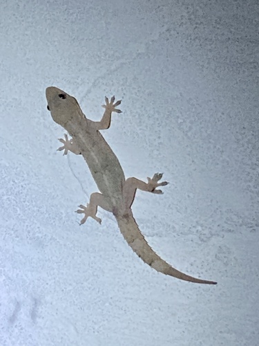 Tropical House Gecko