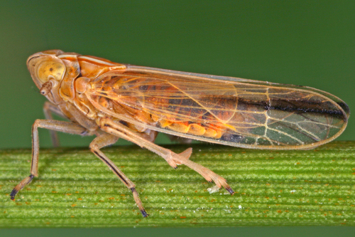 Stenocranus major