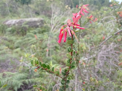 Gonocalyx pulcher