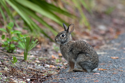 Sylvilagus floridanus