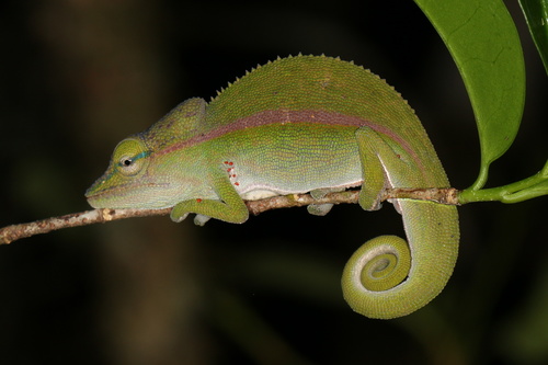 Perinet Chameleon
