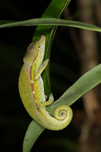 Perinet Chameleon